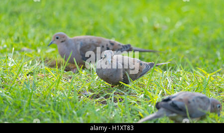 La tourterelle triste, Turtle Dove (Zenaida macroura) dans l'alimentation de l'herbe verte sur les semences dispersées là. Banque D'Images