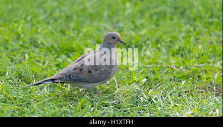 La tourterelle triste, Turtle Dove (Zenaida macroura) dans l'alimentation de l'herbe verte sur les semences dispersées là. Banque D'Images