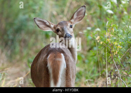 Les peuplements d'une biche dans la forêt. Banque D'Images