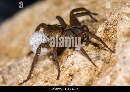 Trochosa ruricola wolf spider femelle avec cocon. Une araignée de la famille des Lycosidae, la balle d'œufs attachés à spinerets Banque D'Images