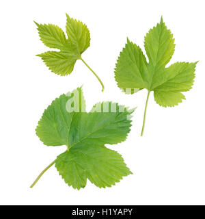 Ensemble de trois feuilles hop isolated on white Banque D'Images