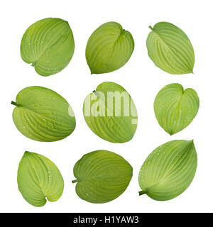 Ensemble de neuf hosta vert feuilles avec de l'eau gouttes isolated on white Banque D'Images