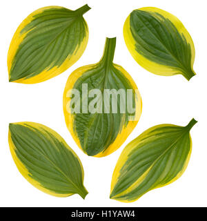 Ensemble de cinq feuilles à rayures hosta isolated on white Banque D'Images