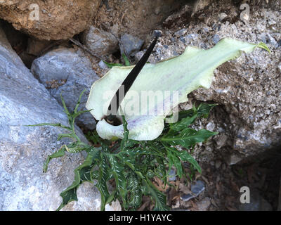 Dracunculus vulgaris forme blanche dans la Gorge de Rouvas, Crète, Grèce Banque D'Images