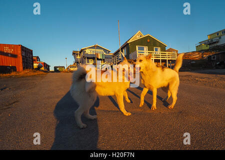 Groenland chien chiot, Ilulissat, Groenland, Greenlandt Banque D'Images