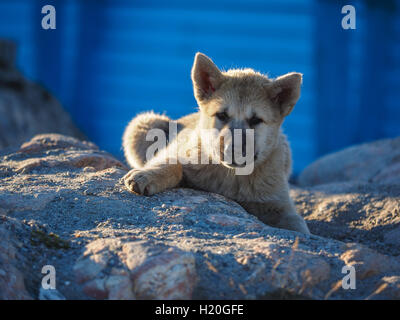 Groenland chien chiot, Ilulissat, Groenland, Greenlandt Banque D'Images