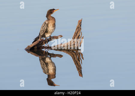 Un reed cormorant (phalacrocorax africanus) perché sur un rustic log jette un reflet parfait dans un lac tranquille. Banque D'Images