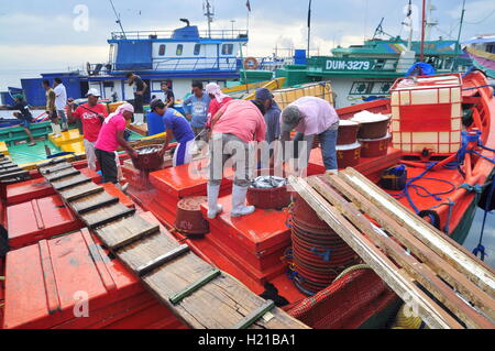 General Santos, Philippines - 5 septembre 2015 : les pêcheurs sont l'atterrissage des bateaux de pêche au thon au marché Banque D'Images