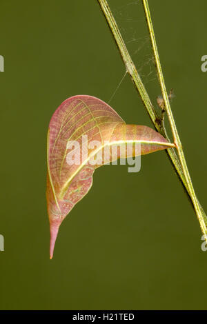 Phoebis sennae soufre sans nuages, Tucson, Arizona, États-Unis 17 septembre chrysalide sur Séné (Senna pod hirsuta) . P Banque D'Images