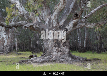 Barmah Gommier rouge River National Park Victoria Australie Banque D'Images