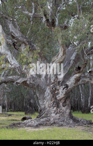 Barmah Gommier rouge River National Park Victoria Australie Banque D'Images