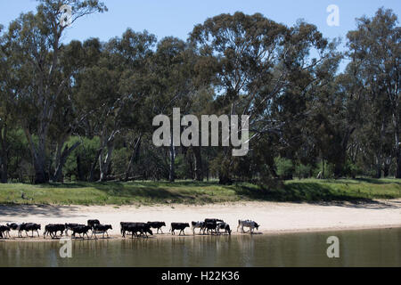 Le pâturage du bétail sur les rives de la rivière Murray en Australie Victoria Bourkes Bend Banque D'Images
