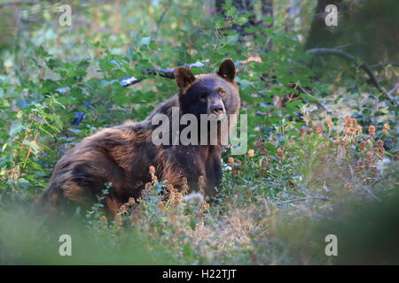 Black Bear Glacier National Park, Montana, USA Banque D'Images