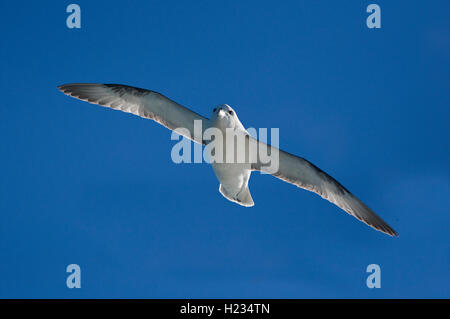 L'EUROPE, l'Islande, Fulmar boréal, Fulmaris glacialis, en vol Banque D'Images