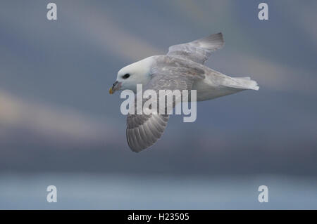 L'EUROPE, l'Islande, Fulmar boréal, Fulmaris glacialis, en vol Banque D'Images