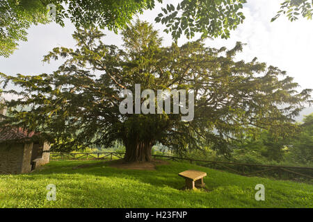 If de Bermiego, également appelé 'l'asturien Teixu Ilesia' est une ancienne espèce d'arbre Taxus baccata trouvés dans la ville espagnole de Bermie Banque D'Images