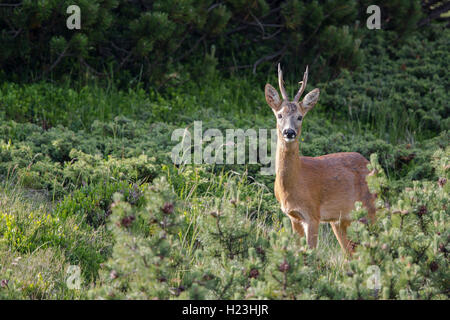 Chevreuil (Capreolus capreolus) dans son habitat, la vallée de Stubai, dans le Tyrol, Autriche Banque D'Images