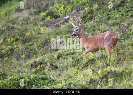 Chevreuil (Capreolus capreolus) dans son habitat, la vallée de Stubai, dans le Tyrol, Autriche Banque D'Images