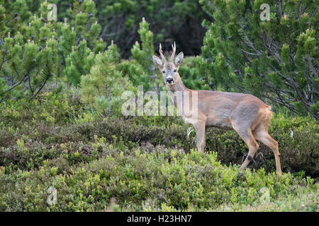 Chevreuil (Capreolus capreolus) dans son habitat, la vallée de Stubai, dans le Tyrol, Autriche Banque D'Images