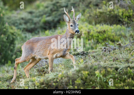 Chevreuil (Capreolus capreolus) dans son habitat, la vallée de Stubai, dans le Tyrol, Autriche Banque D'Images