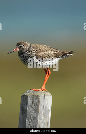 Chevalier gambette (Tringa totanus) debout sur le poteau, la Laponie, la Norvège Banque D'Images