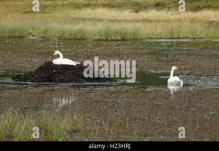 Cygne chanteur (Cygnus cygnus), en couvaison cygne nichant au lac, la toundra, la Laponie, la Norvège Banque D'Images