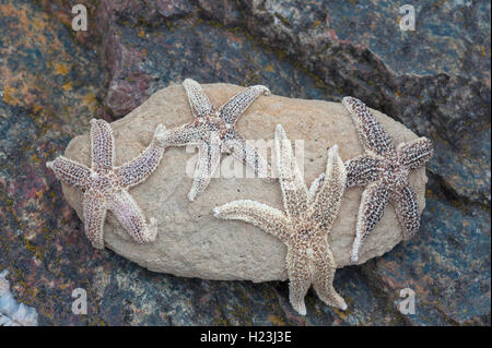 Étoiles de mer (Asteroidea) sur un rocher à marée basse, Côte Atlantique, France Banque D'Images