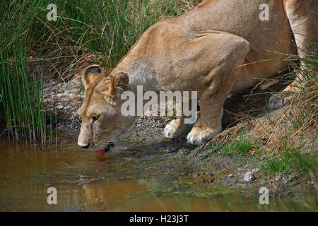 Lionne de boire, de l'African lion (Panthera leo), femme, le Parc National du Serengeti, Tanzanie, au patrimoine mondial de l'UNESCO Banque D'Images