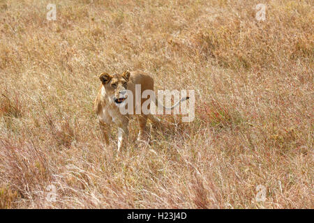 Lionne enceinte errant dans la savane, l'African lion (Panthera leo), femme, le Parc National du Serengeti, UNESCO World Heritage Banque D'Images