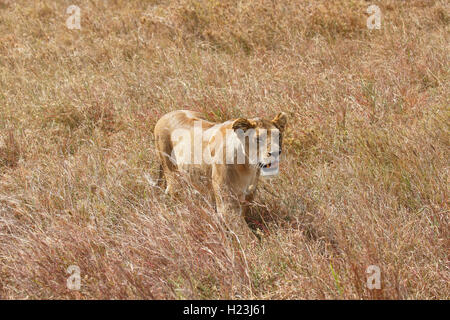 Lionne enceinte errant dans la savane, l'African lion (Panthera leo), femme, le Parc National du Serengeti, UNESCO World Heritage Banque D'Images