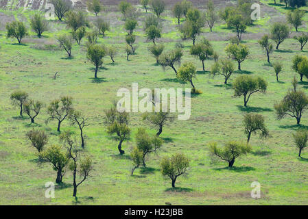 Oliviers, plantation, près d'Agrigente, Sicile, Italie Banque D'Images