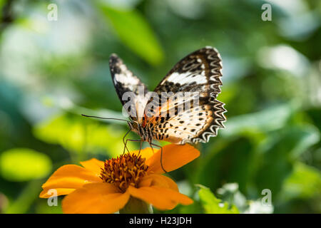 Brown ou Peacock (Anartia amathea écarlate) sur fleur, captive Banque D'Images