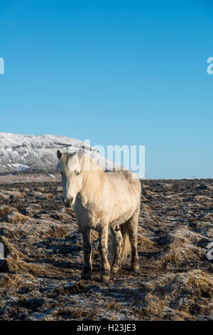 Cheval islandais (Equus caballus przewalskii. f), Région du Sud, Islande Banque D'Images