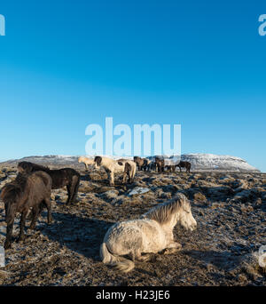 Cheval islandais (Equus caballus przewalskii. f), Région du Sud, Islande Banque D'Images