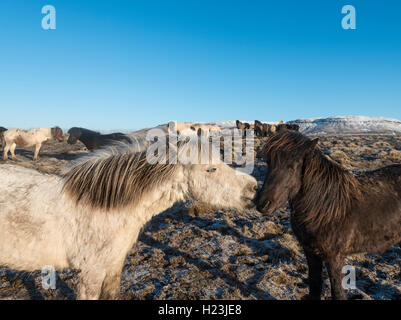 Deux chevaux Islandais (Equus caballus przewalskii. f), Région du Sud, Islande Banque D'Images