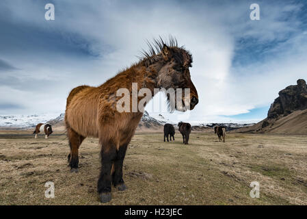 Cheval islandais (Equus caballus przewalskii f.) contre ciel dramatique, Région du Sud, Islande Banque D'Images