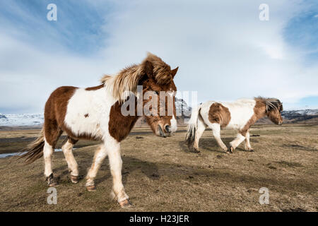 Chevaux Islandais (Equus caballus przewalskii f.) contre ciel dramatique, Région du Sud, Islande Banque D'Images