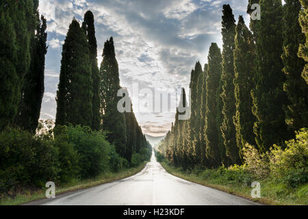 Ruelle avec cyprès vert après la pluie, Boligheri, Toscane, Italie Banque D'Images