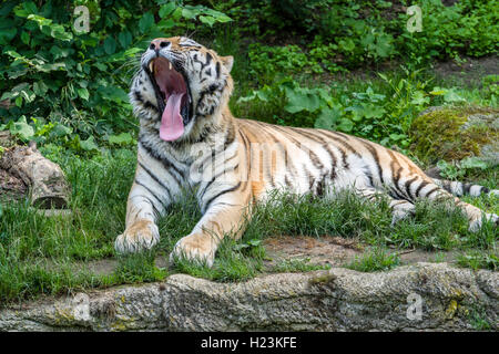 Amur Tiger (Panthera tigris altaica), bâillements, captive, Leipzig, Saxe, Allemagne Banque D'Images