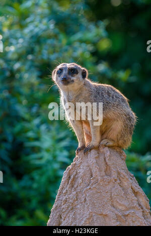 Meerkat (Suricata suricatta), sur un rocher, à regarder dehors, captive, Leipzig, Saxe, Allemagne Banque D'Images