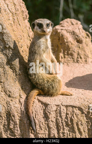 Meerkat (Suricata suricatta) est assis sur un rocher, à regarder dehors, captive, Leipzig, Saxe, Allemagne Banque D'Images