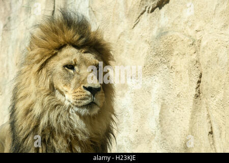 Portrait, homme African lion (Panthera leo), captive, Dresde, Saxe, Allemagne Banque D'Images