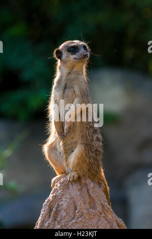 Meerkat (Suricata suricatta), assis sur un rocher, à regarder dehors, captive, Leipzig, Saxe, Allemagne Banque D'Images