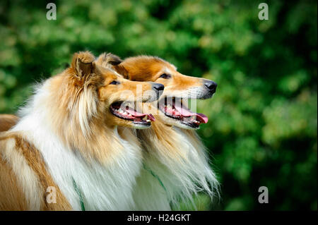 Collie, chien Colley écossais Banque D'Images