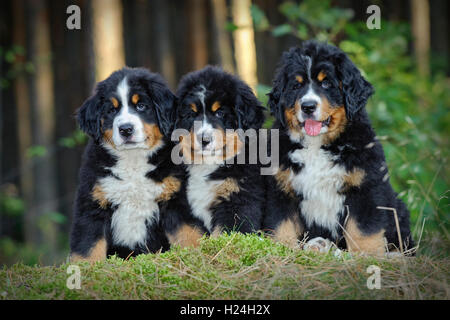 Trois chiots Bouvier Bernois en forêt Banque D'Images