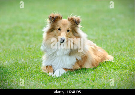 Portrait Sheltie Banque D'Images
