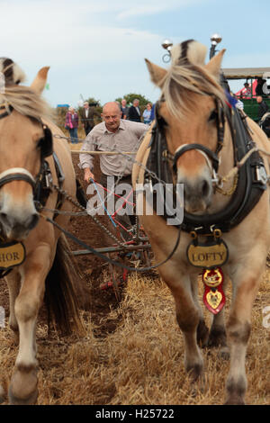 Farnsfield, Dorset UK. 24 septembre 2016. Un concurrent participant à la compétition de labour à Southwell de labour. Crédit : Peter Hatter/Alamy Live News Banque D'Images