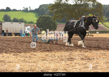 Farnsfield, Dorset UK. 24 septembre 2016. Un concurrent participant à la compétition de labour à Southwell de labour. Crédit : Peter Hatter/Alamy Live News Banque D'Images