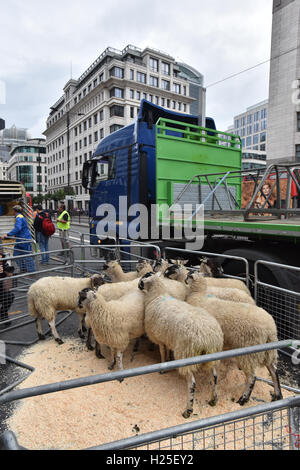 London Bridge, London, UK. 25 Septembre, 2016. L'assemblée annuelle d'entraînement des moutons par la Worshipful Company of Woolmen à travers le pont de Londres. Banque D'Images