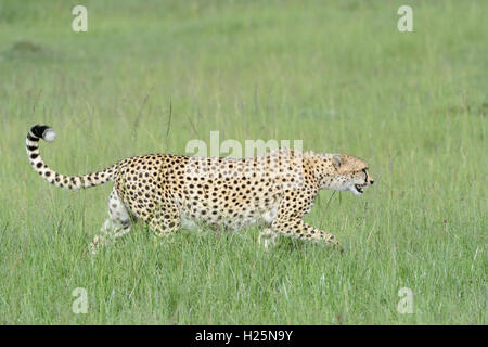 Cheetah (Acinonix jubatus) marche sur la savane, Maasai Mara National Reserve, Kenya Banque D'Images